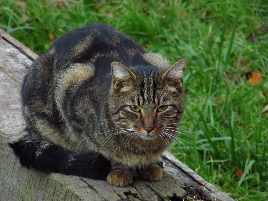 Европейская короткошерстная кошка трехцветная