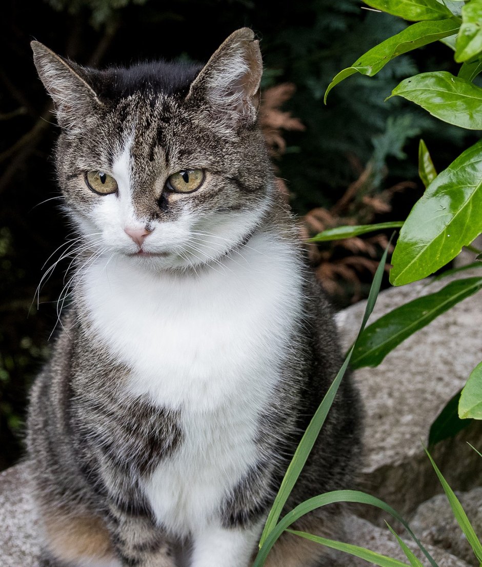 Кот дворняга пушистый