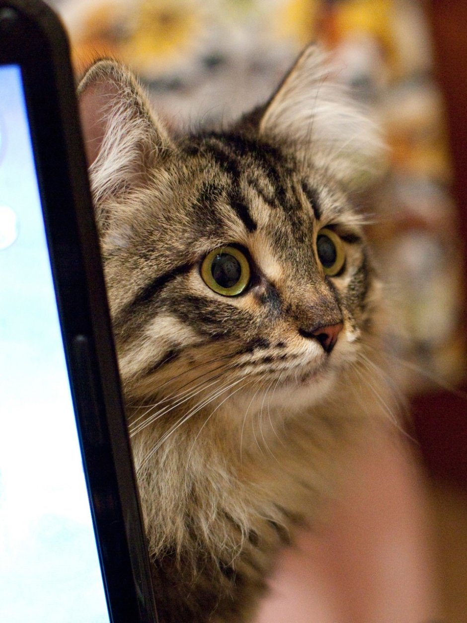 Кошка дворняжка беспородная