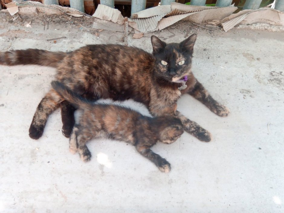 Полосатые пушистые коты