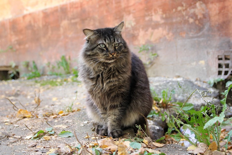 Дворняга кошка серая