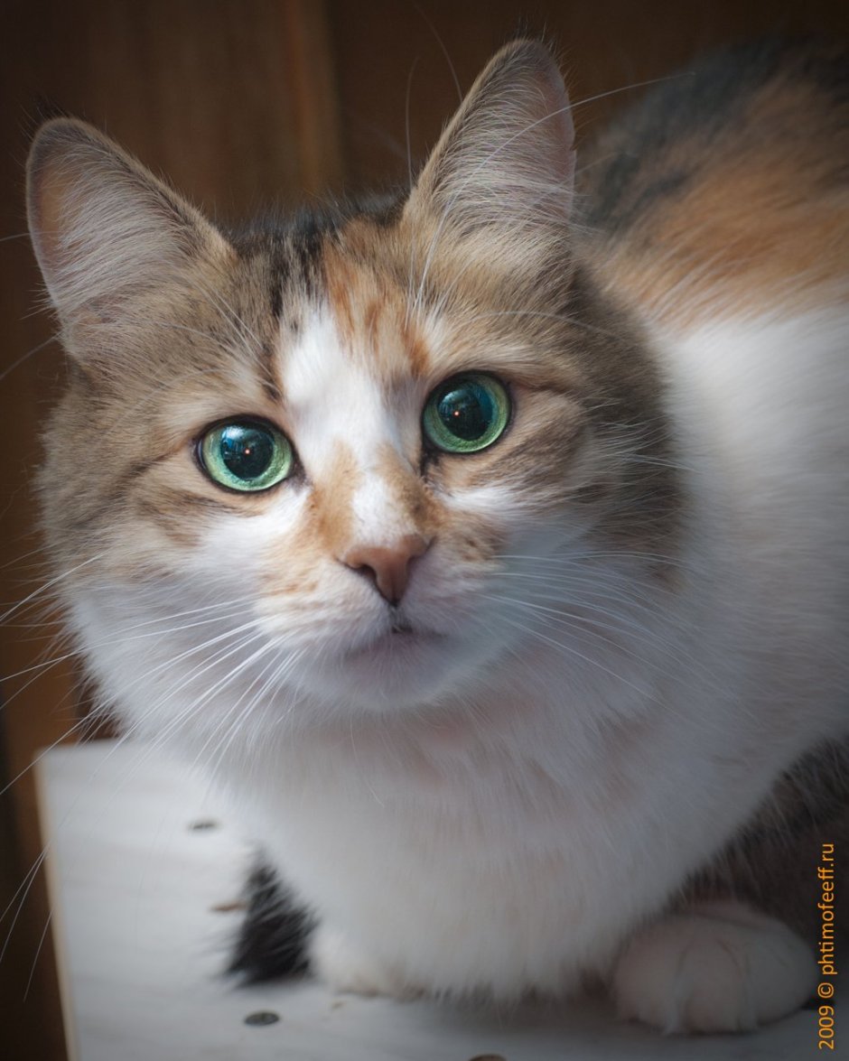 Кошка дворняжка беспородная