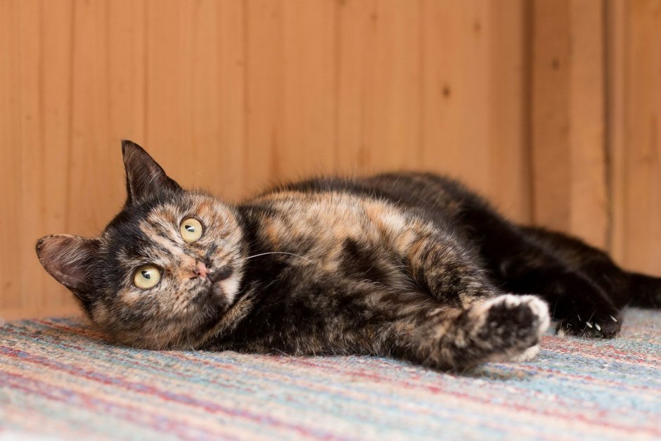 Кошки дворняжки