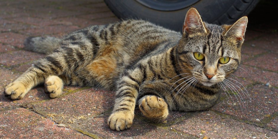 Кошка дворняжка беспородная