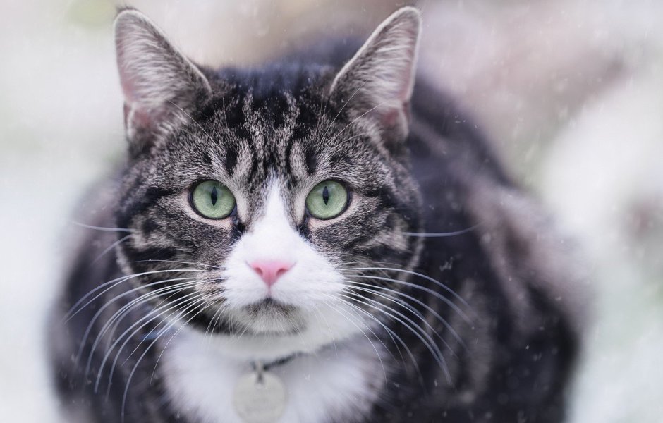 Кошка домашняя