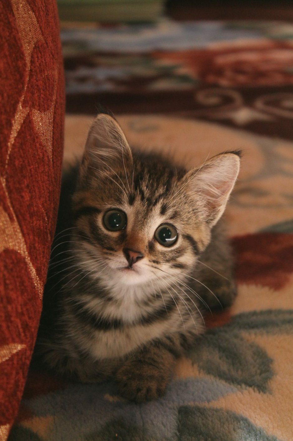 Порода кошек двортерьер