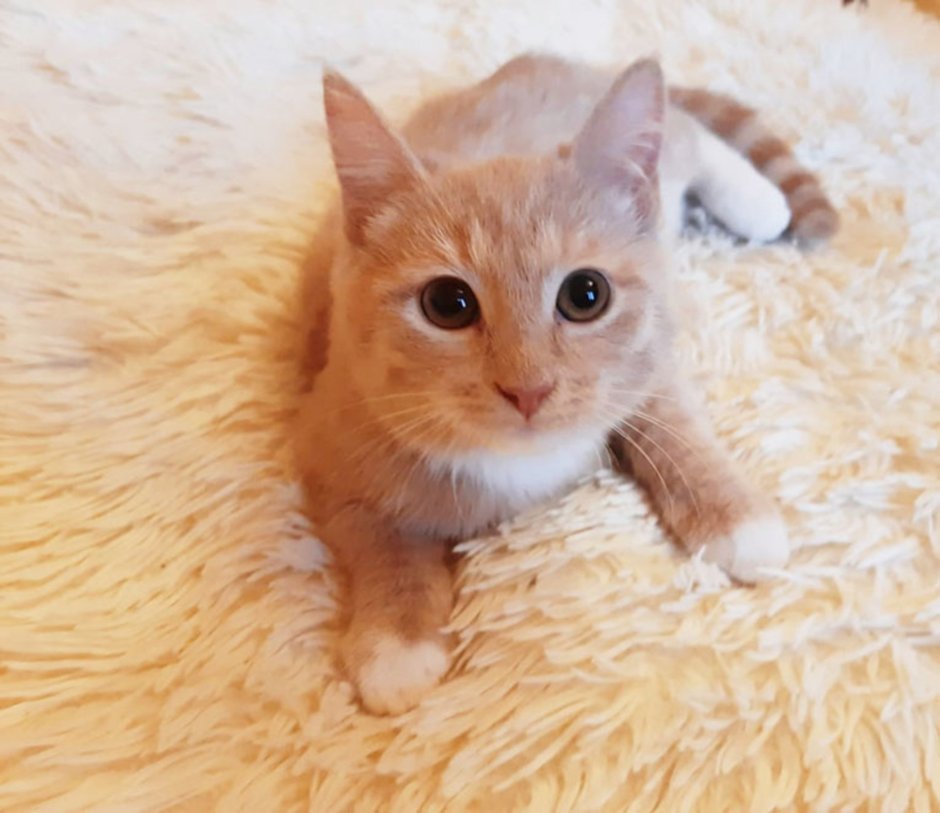 Сибирская кошка палевая