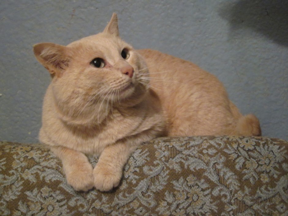 Котята Эстетика
