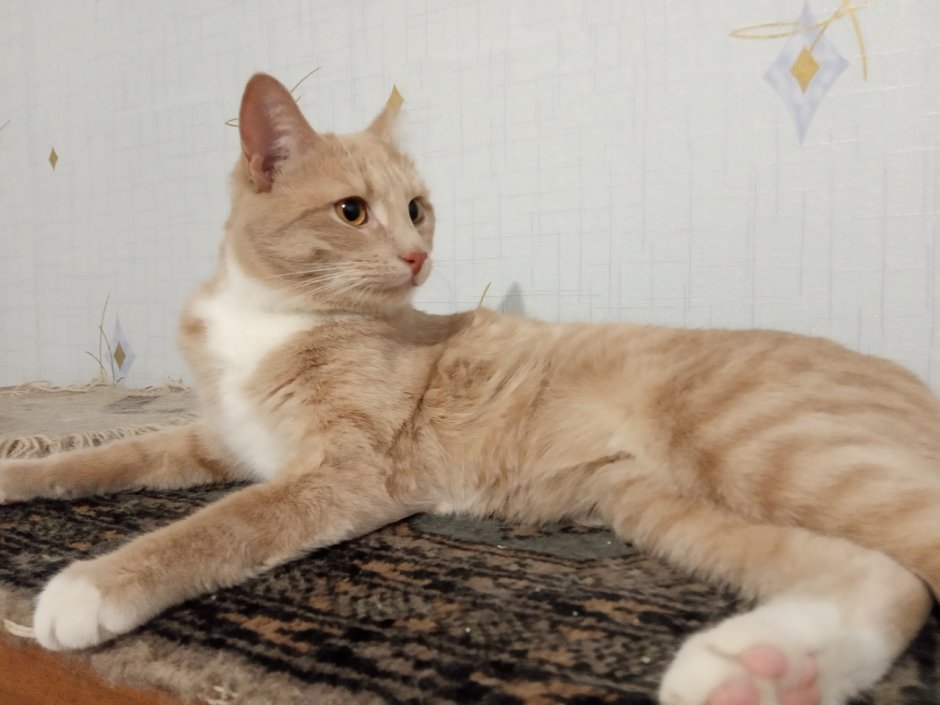 Потерялся кот мейкун рыжий Миасс