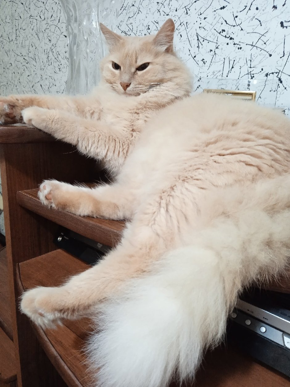 Персиковый кот