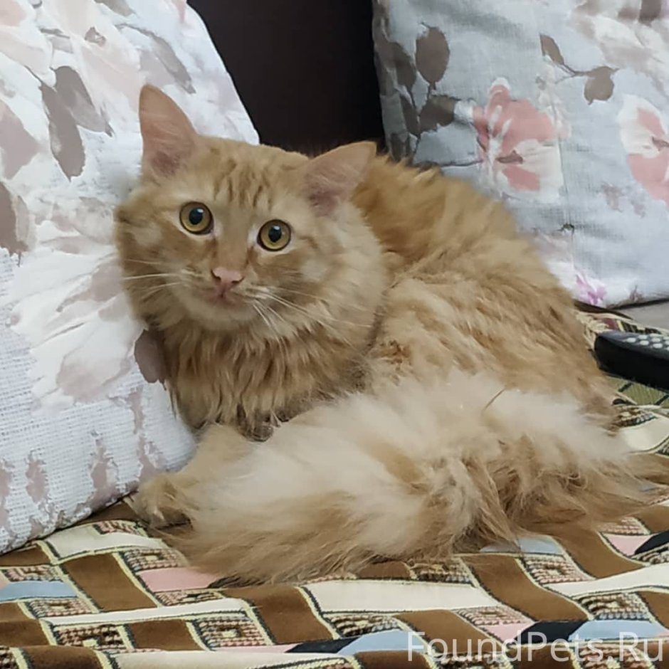 Пропал кот персик