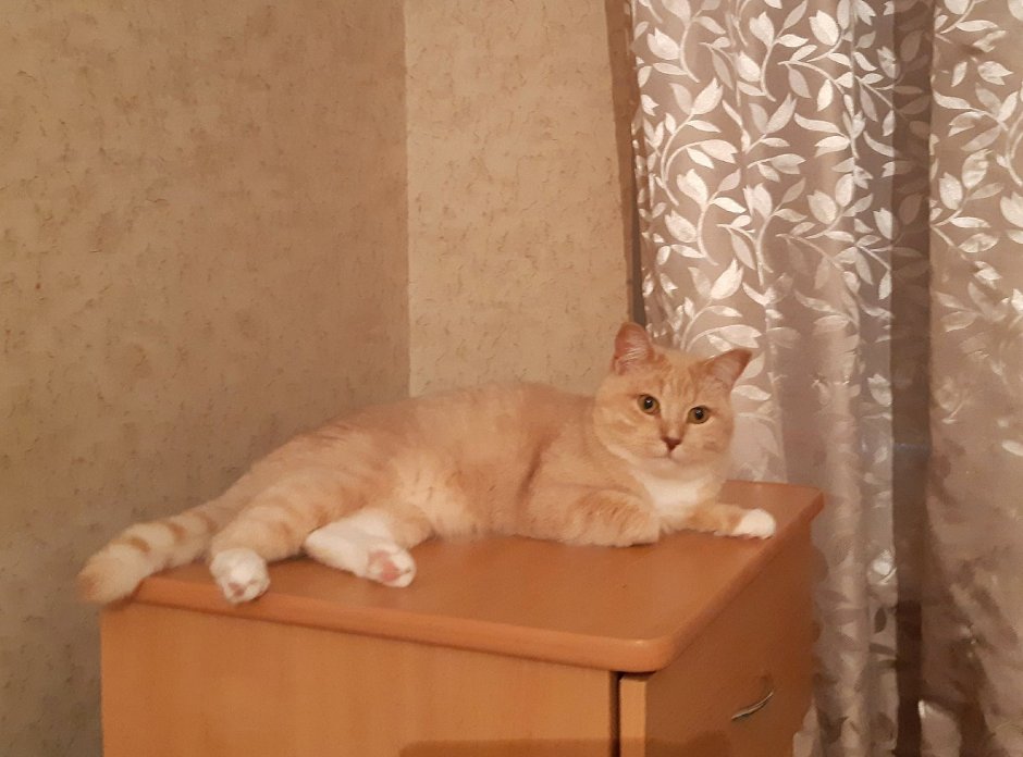 Сибирский персиковый кот