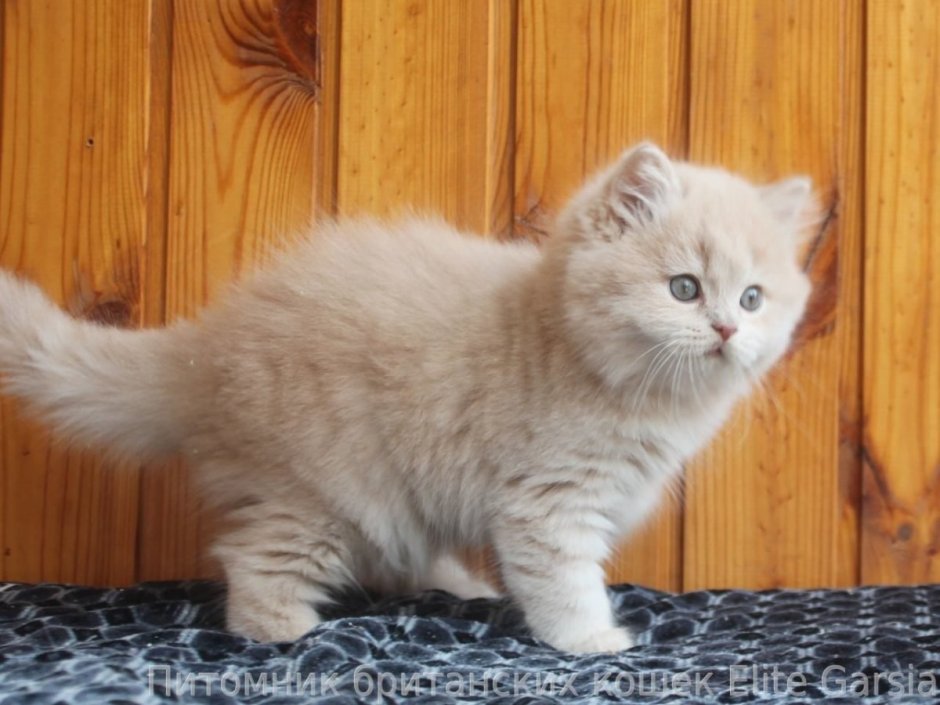 Сибирский кот персикового окраса