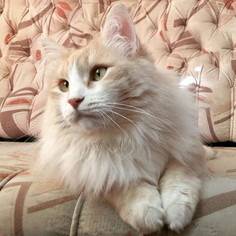 Британский кот персиковый