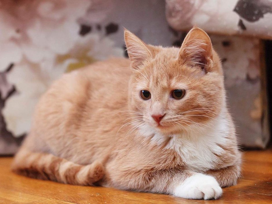 Сибирский кот персикового окраса