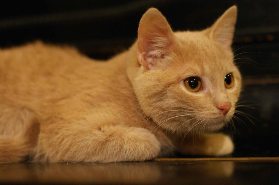 Кот персик