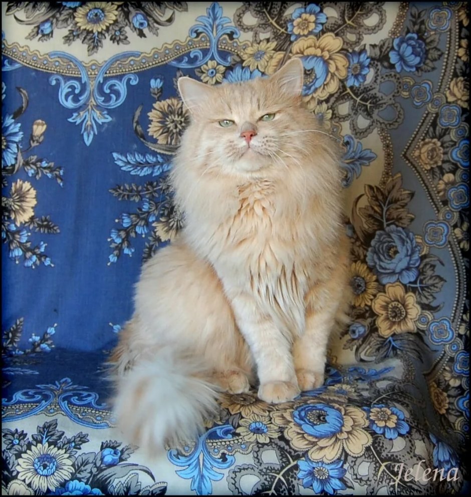 Сибирская кошка персикового окраса