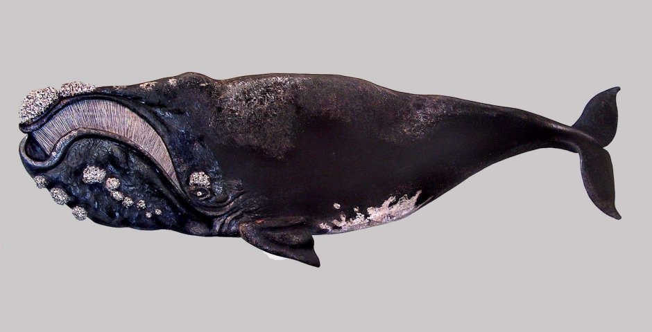 Японский кит Eubalaena japonica