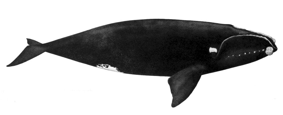Северный гладкий кит (Eubalaena glacialis)