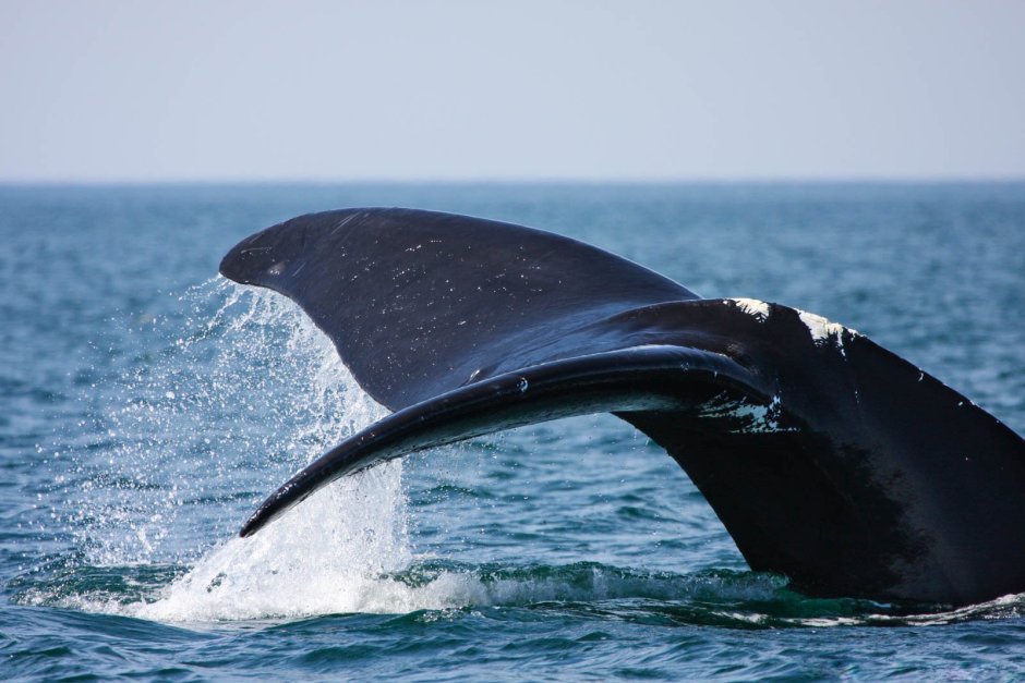 Eubalaena Australis