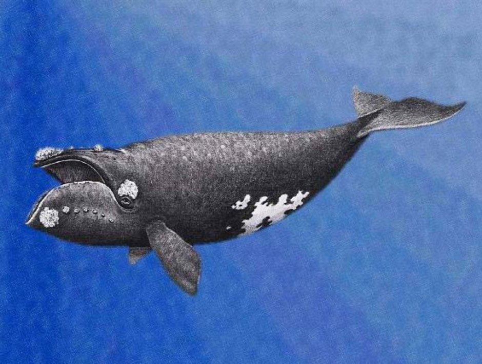Eubalaena Australis