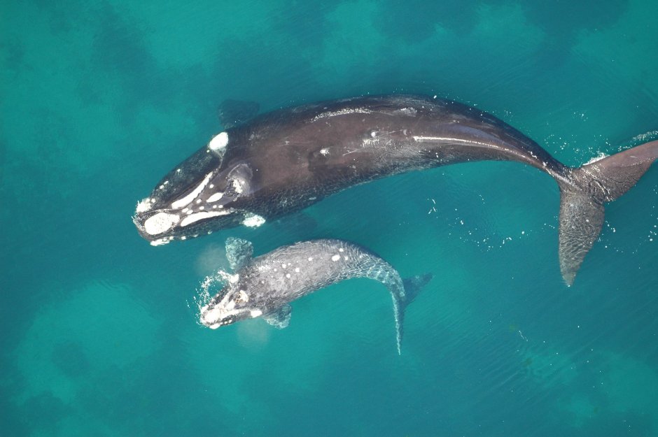 North Atlantic right Whale
