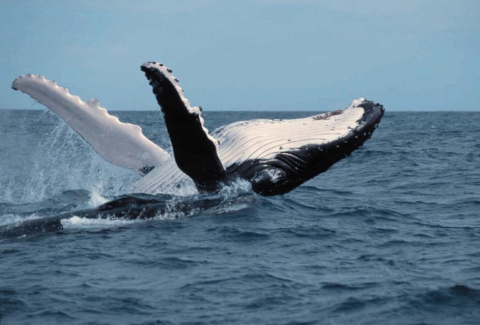 Северный гладкий кит (Eubalaena glacialis)