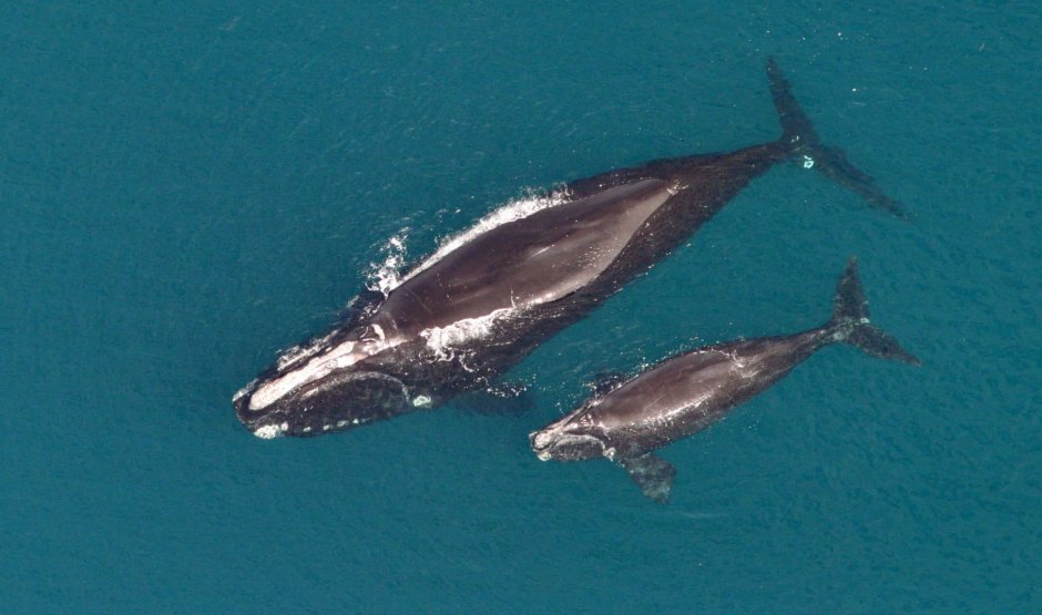 Северный гладкий кит (Eubalaena glacialis)