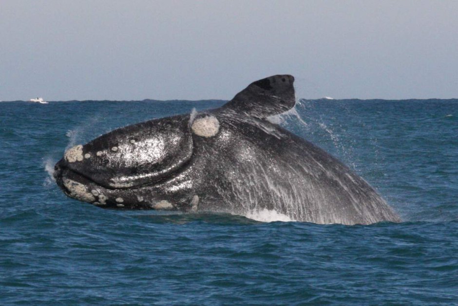 Японский кит Eubalaena glacialis japonica