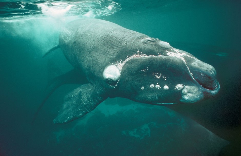 Северный гладкий кит (Eubalaena glacialis)