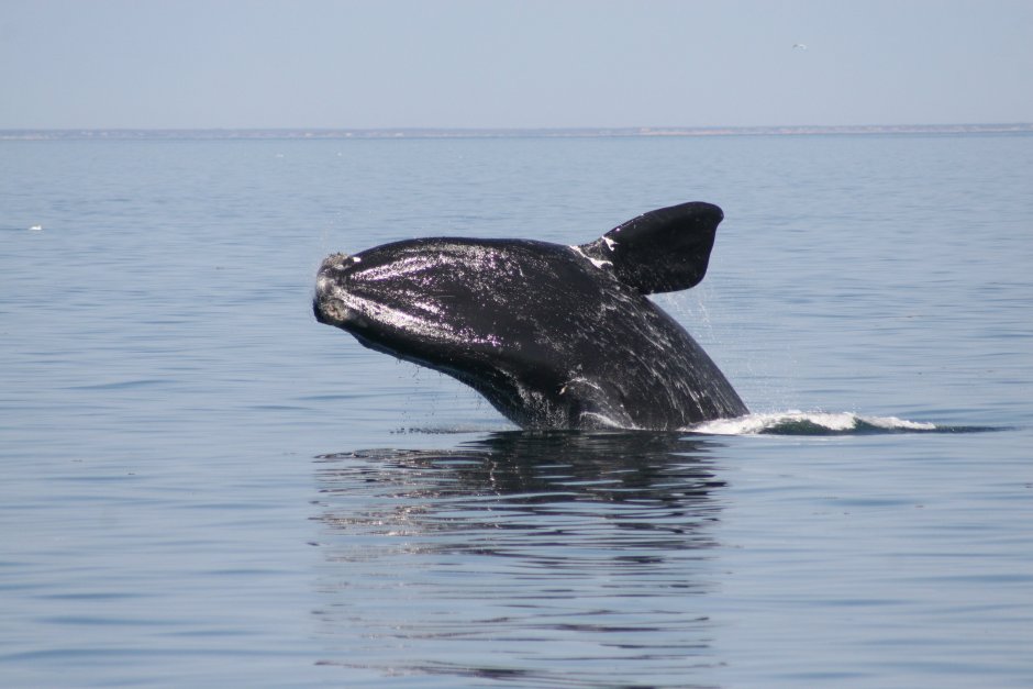 Японский кит Eubalaena glacialis japonica