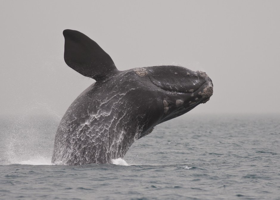 Северный гладкий кит (Eubalaena glacialis)