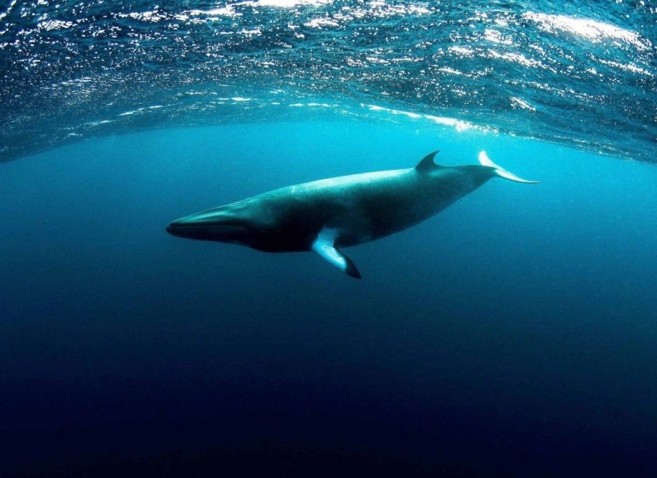 North Atlantic right Whale