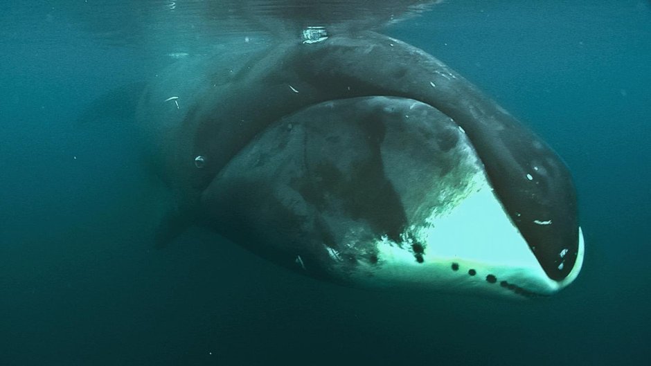Северный гладкий кит (Eubalaena glacialis)