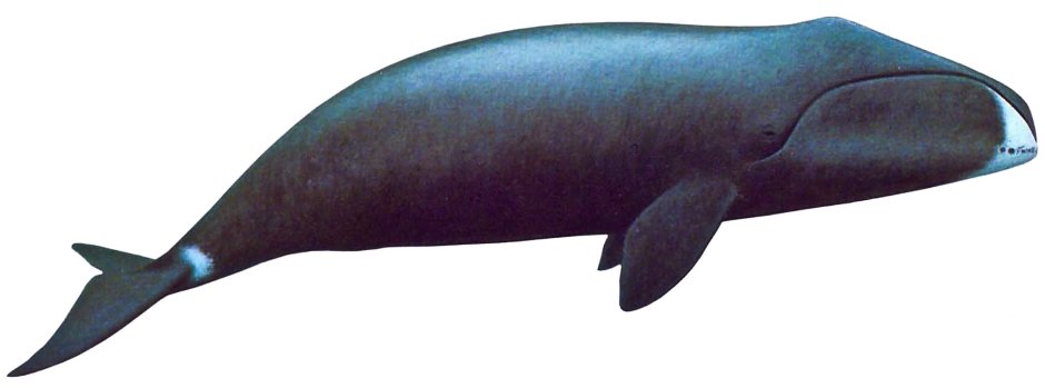 Southern right Whale, Argentina
