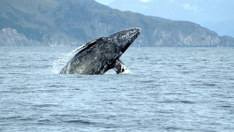 Голубой кит Balaenoptera musculus