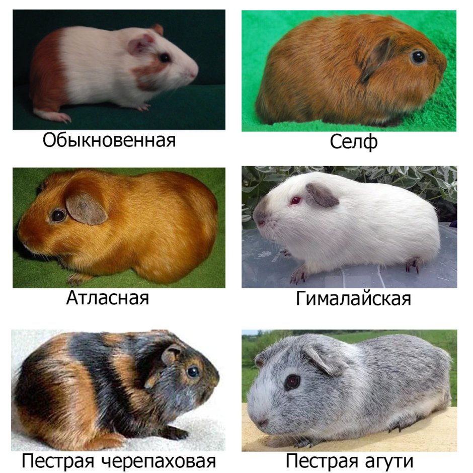 Морская Свинка агути