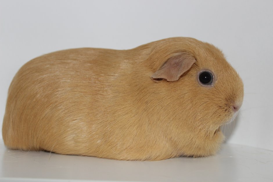 Морская Свинка короткошерстная