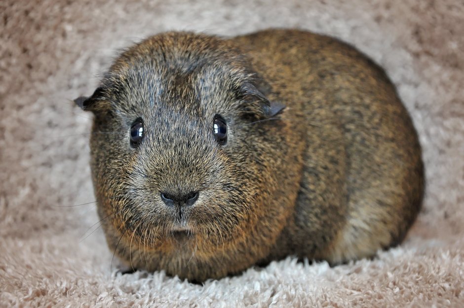 Морская Свинка Cavia aperea