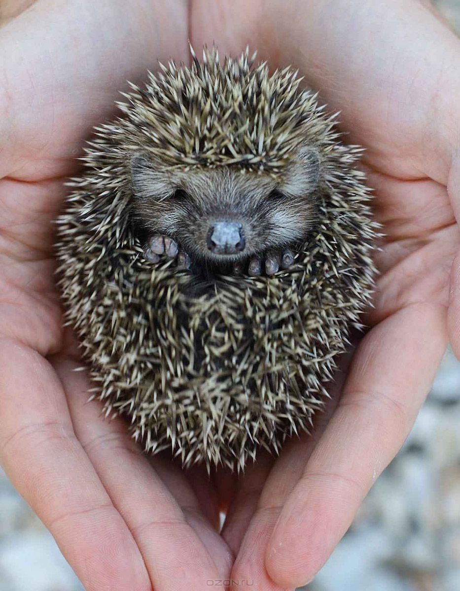 Мужчина держит ежа
