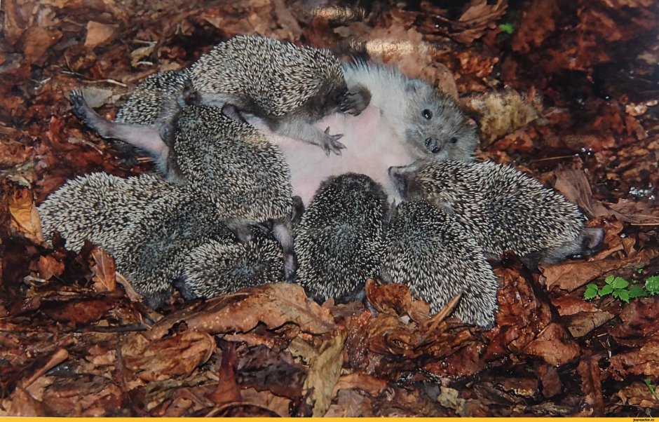 Ежиха с ежатами