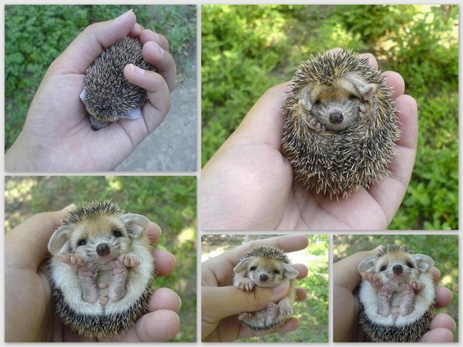 Еж ежонок ежата