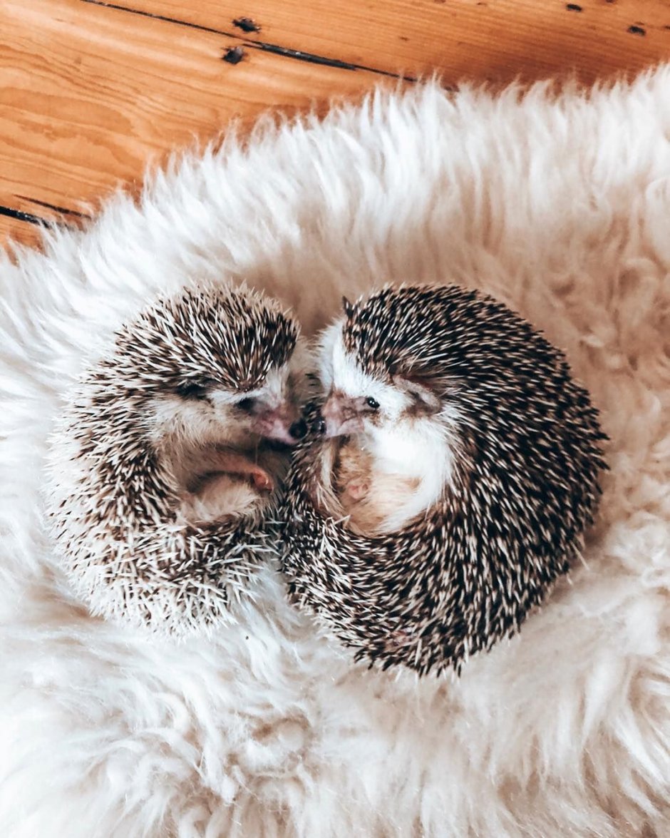 Объятия ежика