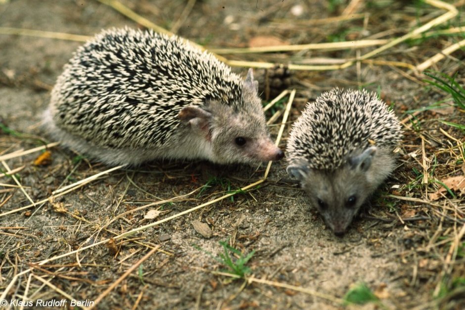 Ежиха с ежатами