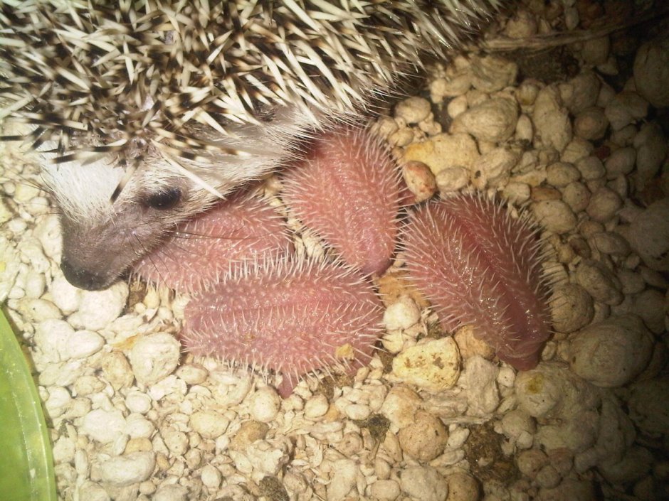 Ежата Новорожденные с ежихой