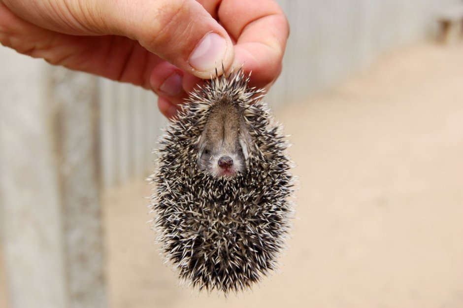 Еж в руках