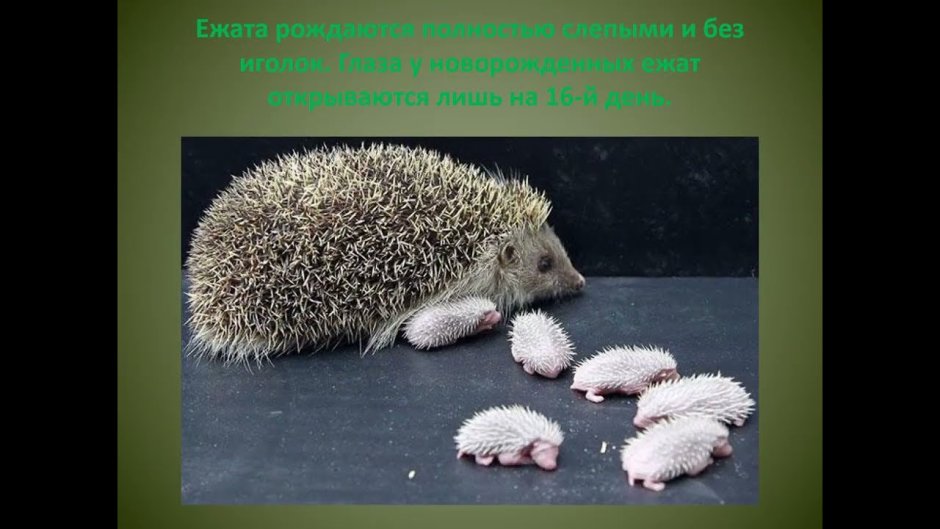 Презентация на тему Ежик