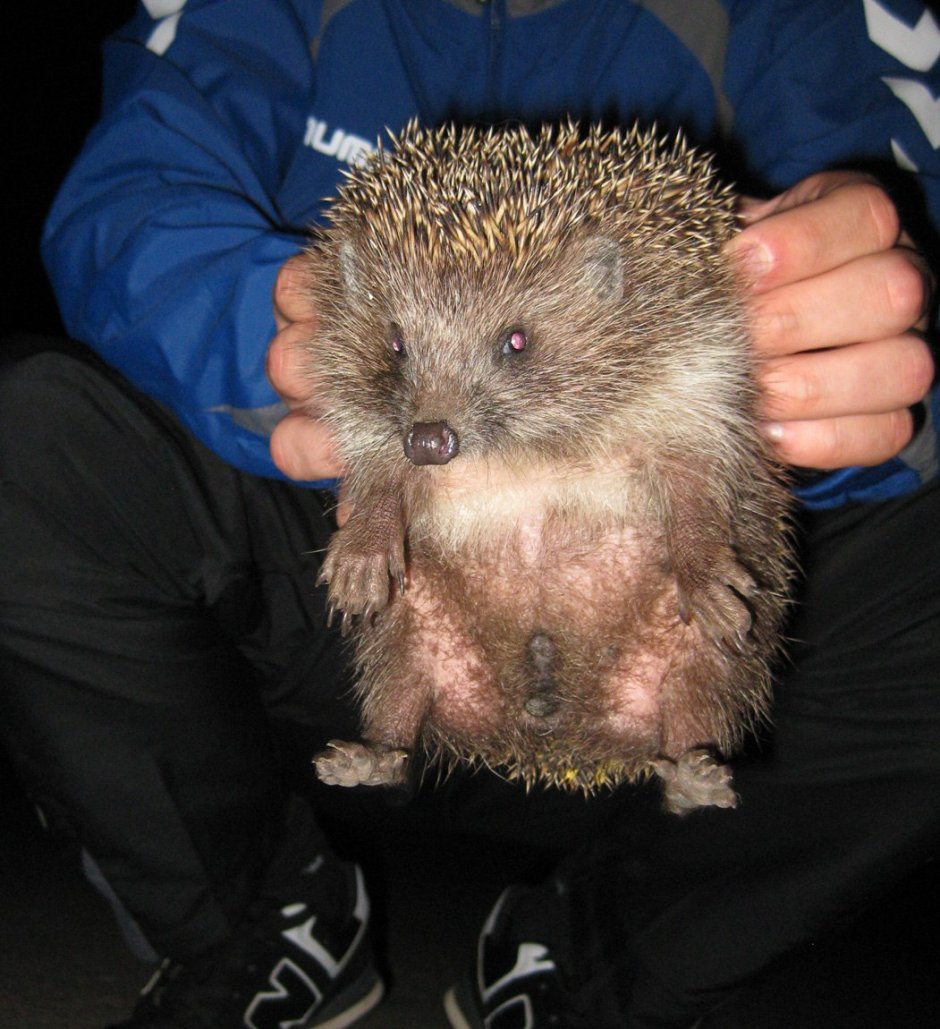 Волосатый Ежик