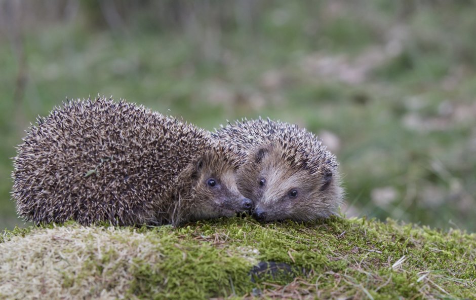 Брачные игры ежей