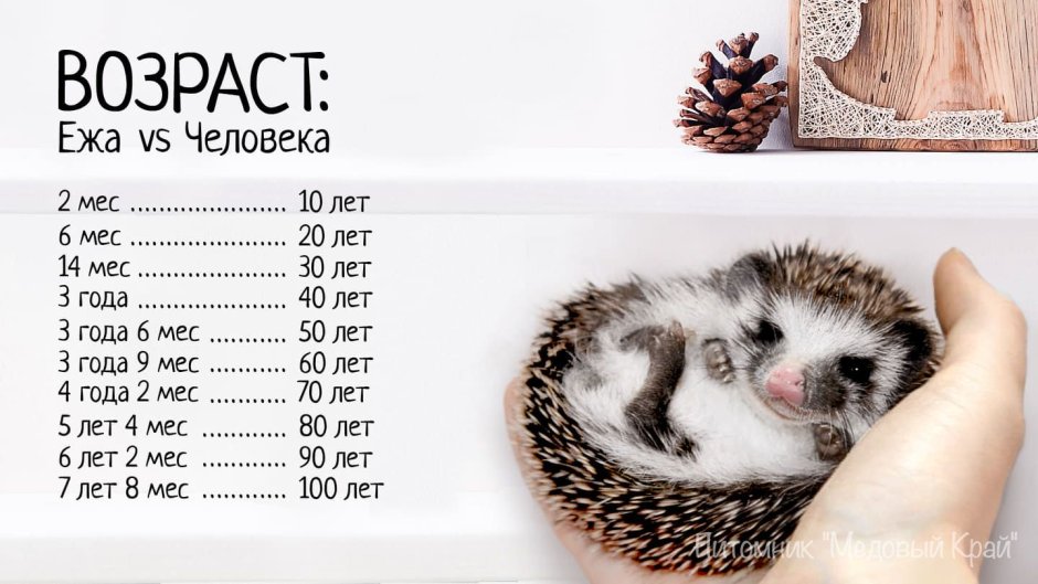 Возраст ежика